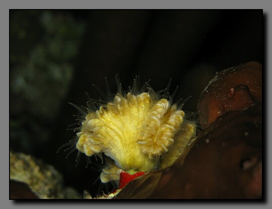flower coral at night